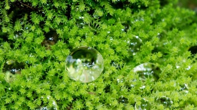 Clean Energy Solutions